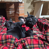 Ultimo bulldog francese black tam