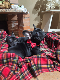 Ultimo bulldog francese black tam