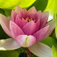 Piante acquatiche laghetto mini pond