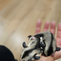 Cucciola petauro