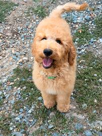 Cuccioli barbone grande mole