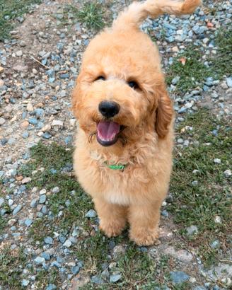 Cuccioli barbone grande mole