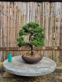Bonsai Juniperus chinensis