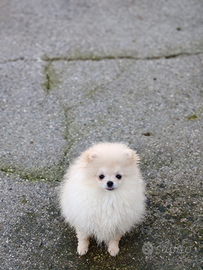 Femmina volpino di Pomerania