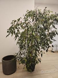 ficus benjamin beniamino h 160