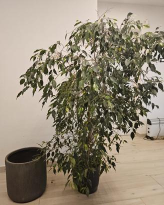 ficus benjamin beniamino h 160