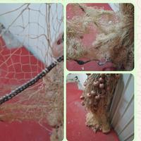 rete da pesca x triglie