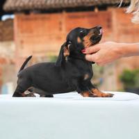 Cucciolo di Bassotto NANO