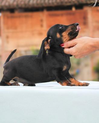 Cucciolo di Bassotto NANO