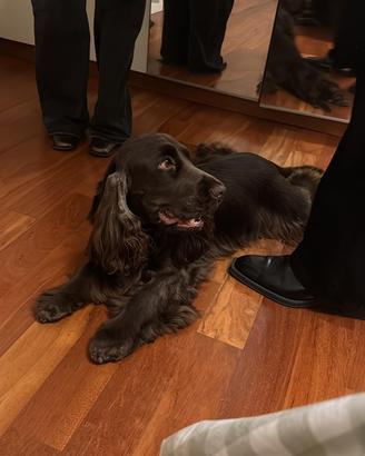 Cocker spaniel inglese cioccolato PER MONTA