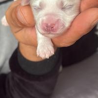 Maltese