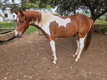 Paint horse pronto doma
