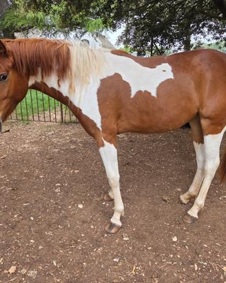 Paint horse pronto doma