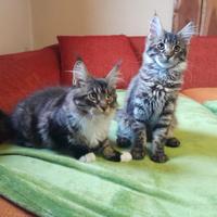 Maine coon femmine 3 mesi