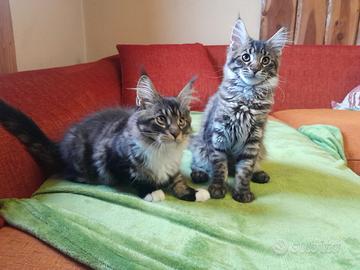 Maine coon femmine 3 mesi