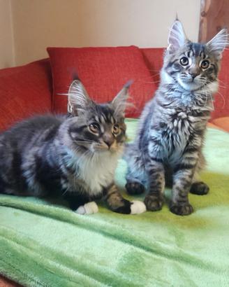 Maine coon femmine 3 mesi