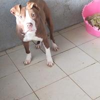 Cucciolo Pitbull