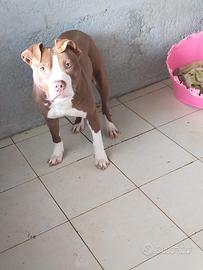 Cucciolo Pitbull