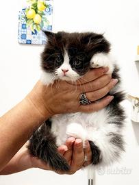 Gattino Persiano Bicolore