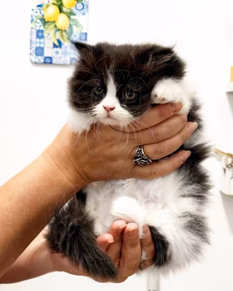 Gattino Persiano Bicolore