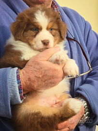 Cucciolo australian shepherd/pastore australiano