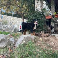 Bovaro Del Bernese Per Monta