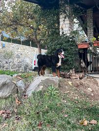 Bovaro Del Bernese Per Monta