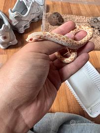 Heterodon nasicus - Morph Albino