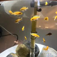 Ciclidi malawi Labidochromis