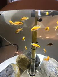 Ciclidi malawi Labidochromis