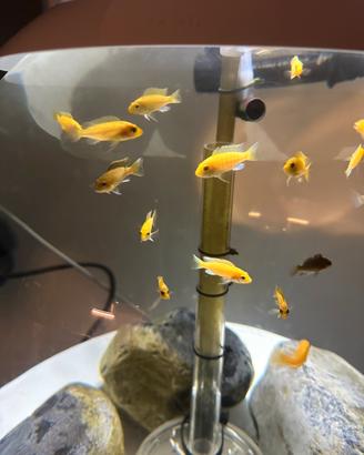 Ciclidi malawi Labidochromis