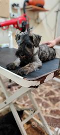 Cuccioli di Schnauzer medio