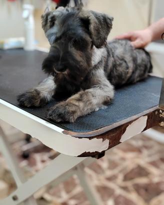 Cuccioli di Schnauzer medio