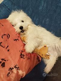 Bichon maltese