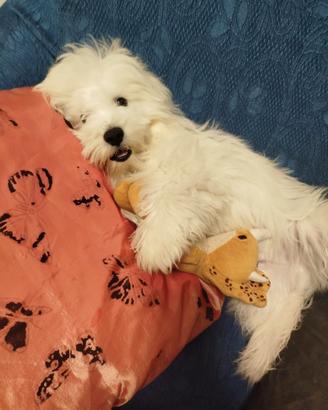 Bichon maltese
