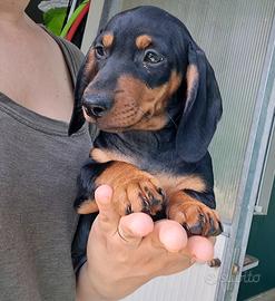 Bassotto kaninchen