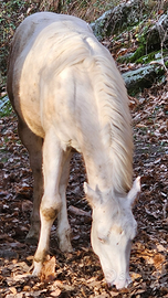 Appaloosa puledra