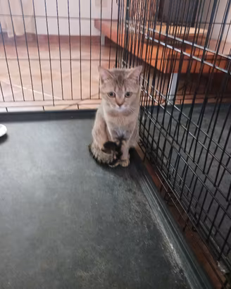 British Shorthair Black Golden tabby 