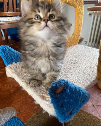 Orsacchiotti siberiani tradizionali certificati