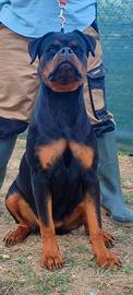 CUCCIOLA ROTTWEILER PEDIGREE