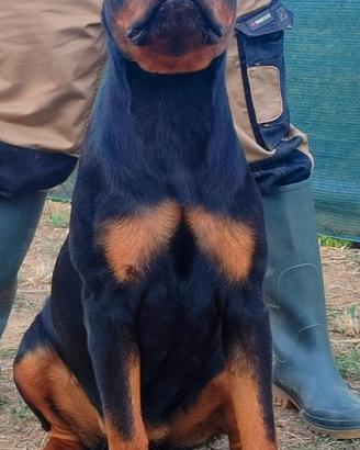 CUCCIOLA ROTTWEILER PEDIGREE