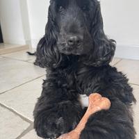 Cocker spaniel maschio per monta