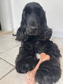 Cocker spaniel maschio per monta