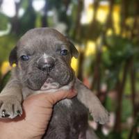 Bulldog francese cucciolo