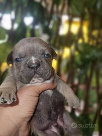 Bulldog francese cucciolo
