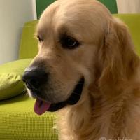 Reno Star Golden Retriever disponibile per monta