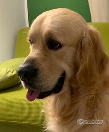 Reno Star Golden Retriever disponibile per monta