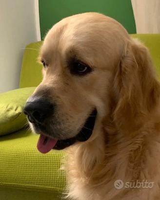Reno Star Golden Retriever disponibile per monta
