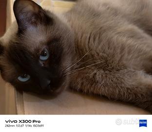Gatto siamese adulta