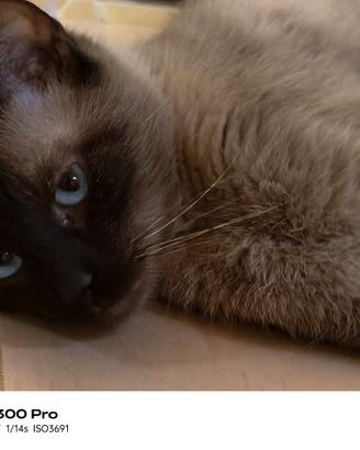 Gatto siamese adulta